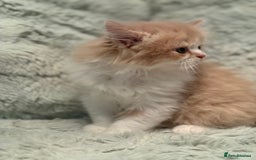 Persian cats for sale: Last stunning persian boy - Image 5
