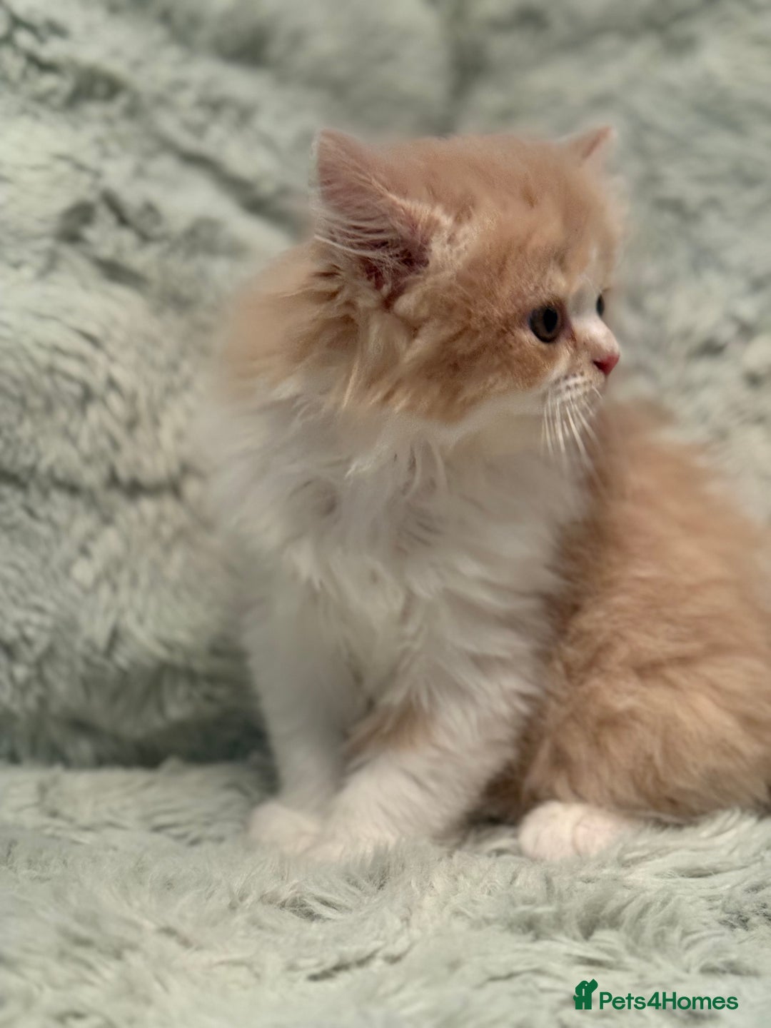 Persian cats for sale: Last stunning persian boy - Image 5