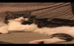 British Shorthair cats for sale: I need a new home,  - Image 2