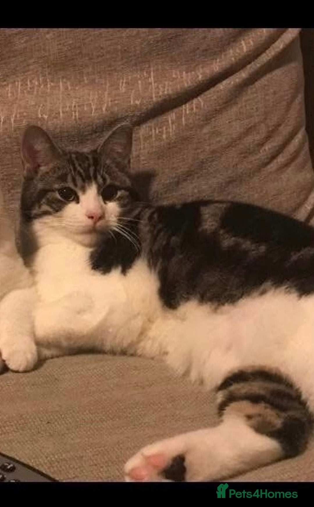 British Shorthair cats for sale: I need a new home,  - Image 2