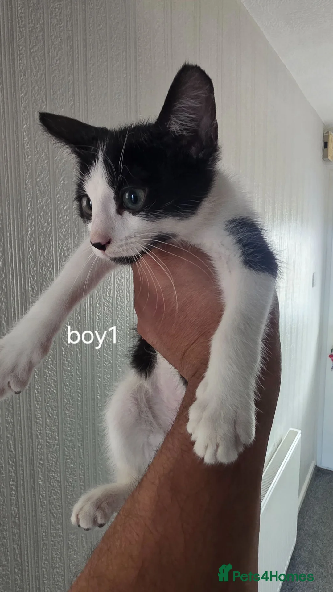 Mixed Breed cats for sale: Mr aliev - Advert 2
