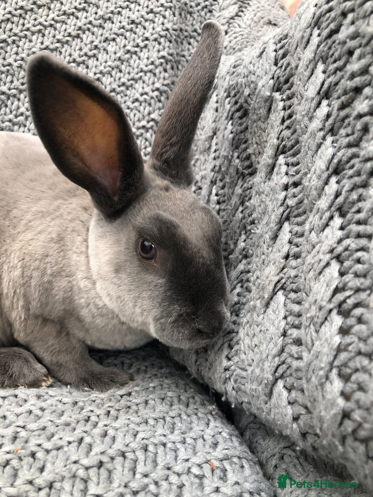 Rex rabbits Beautiful velvet mini Rex & Rex rabbits - Advert 8