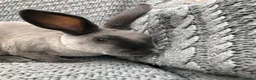 Rex rabbits for sale: Beautiful velvet mini Rex & Rex rabbits - Advert 22