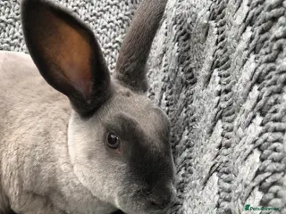 Rex rabbits Beautiful velvet mini Rex & Rex rabbits - Advert 1