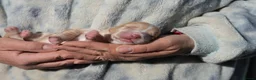 Cocker Spaniel dogs for sale: working cocker spaniel kc reg health tested. Lemon - Advert 10