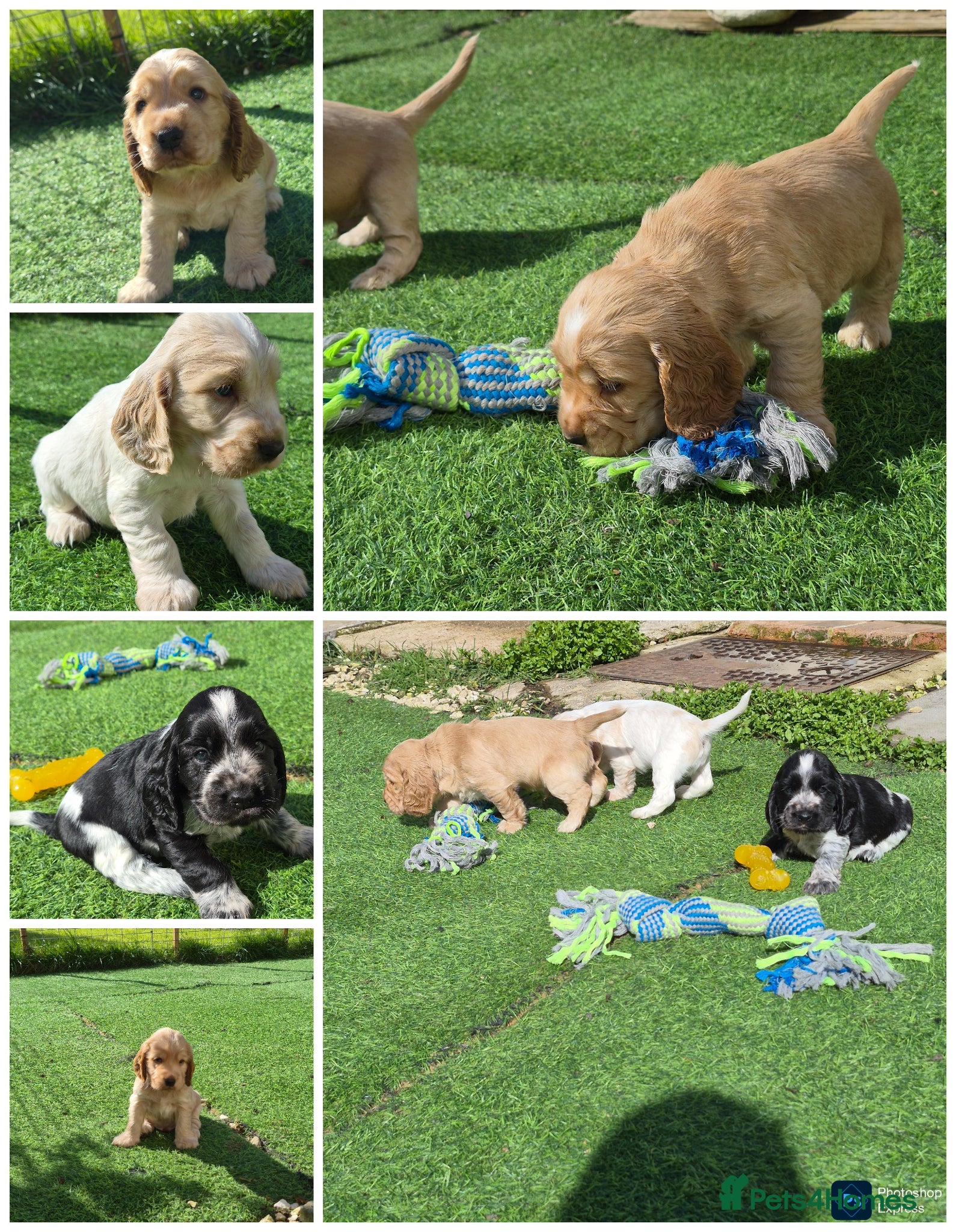 Cocker Spaniel dogs Open for reserve English Cocker Spaniel puppies - Advert 4