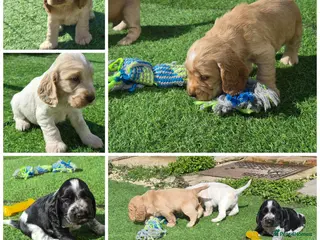 Cocker Spaniel dogs Open for reserve English Cocker Spaniel puppies - Advert 15