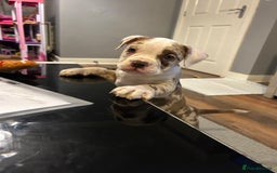 Olde English Bulldogge dogs for stud: OEB 🐶⭐️DEL~BOY ⭐️🐶 First time Stud  - Image 18