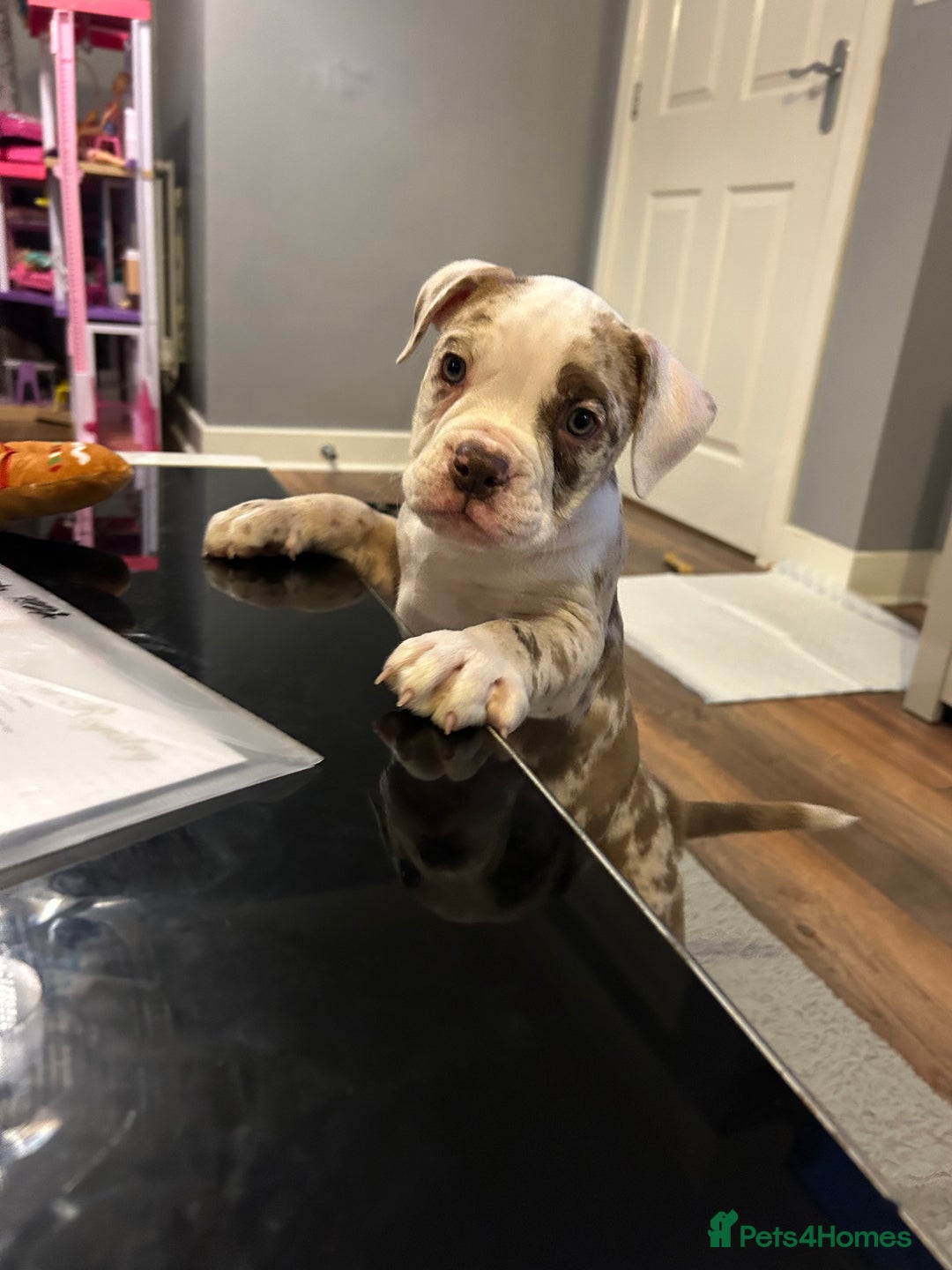 Olde English Bulldogge dogs for stud: OEB 🐶⭐️DEL~BOY ⭐️🐶 First time Stud  - Image 18