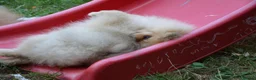 Pomeranian dogs for sale: Bentley – Beautiful Silver-Toned Pomeranian Boy 🐾 - Advert 28