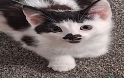 American Shorthair cats for sale: Divine Blessings in the shape of kittens - Image 3