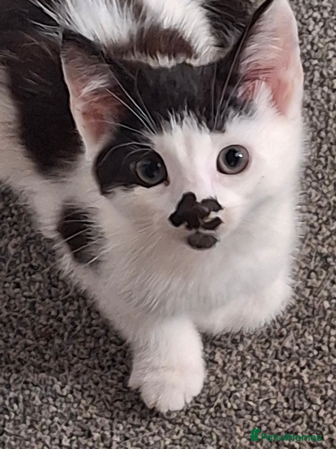 American Shorthair cats for sale: Divine Blessings in the shape of kittens - Image 3