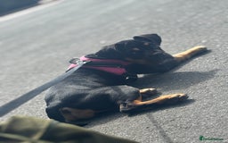 Mixed Breed dogs for sale: Dog for sale! - Image 1