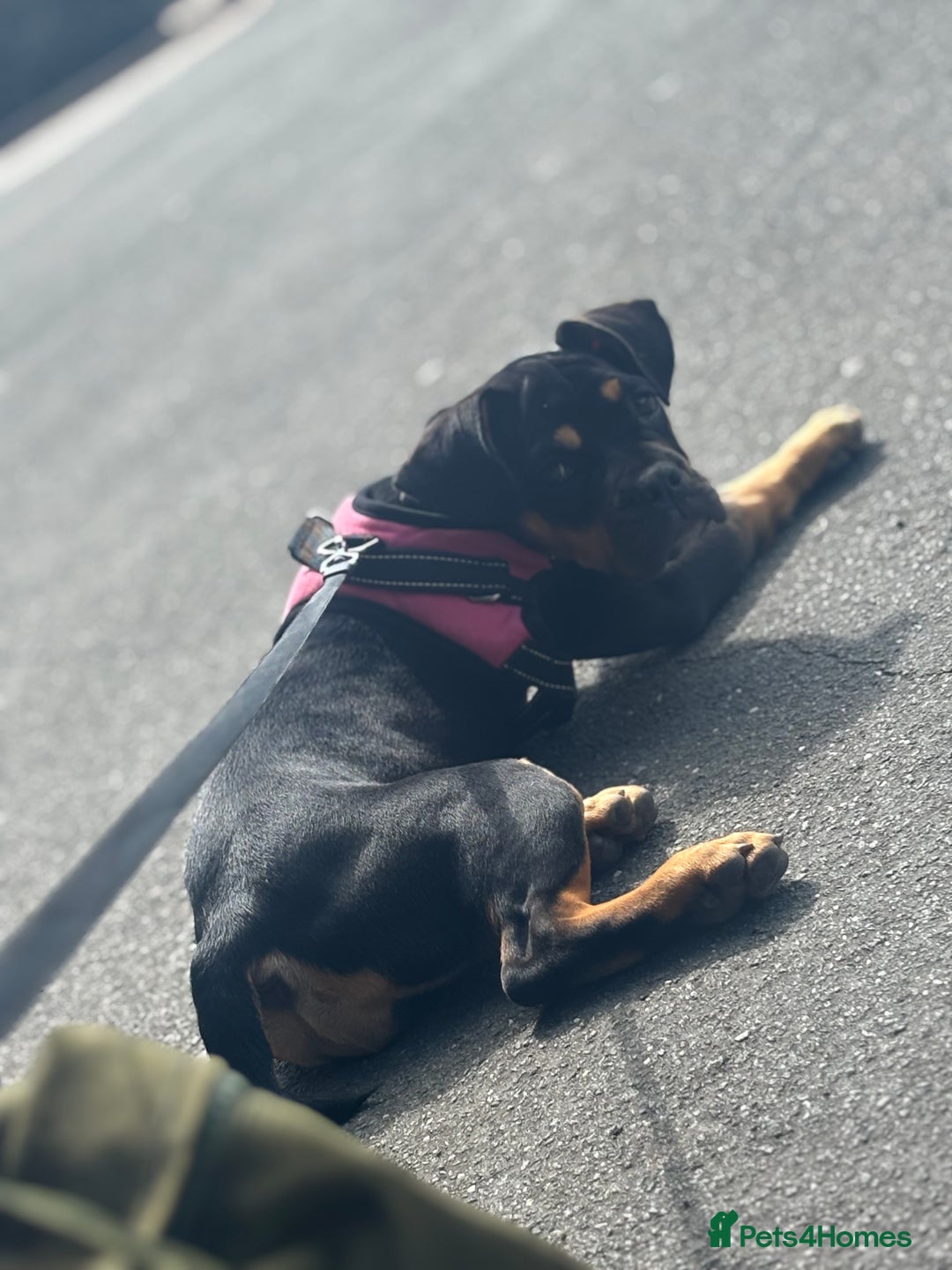 Mixed Breed dogs for sale: Dog for sale! - Image 1