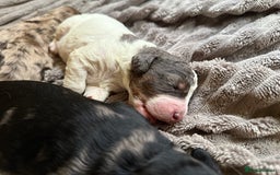 Cockapoo dogs for sale: Cockapoo puppies - Advert 8