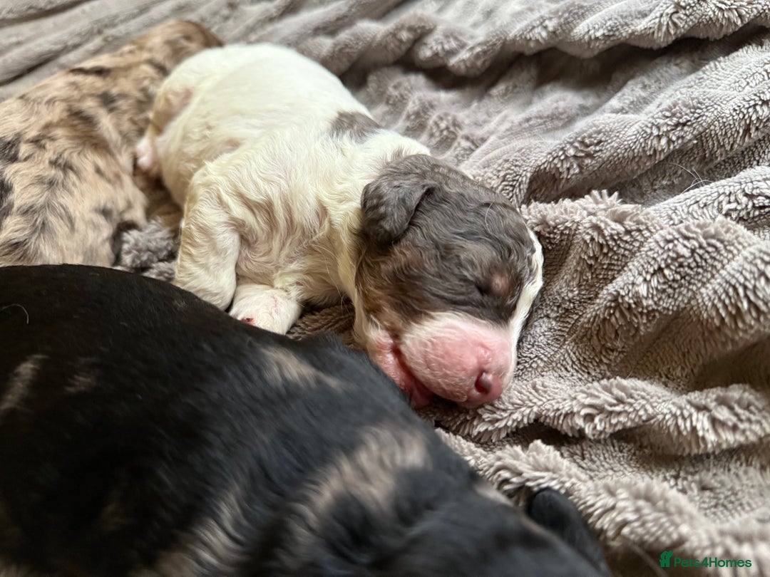 Cockapoo dogs for sale: Cockapoo puppies - Advert 8