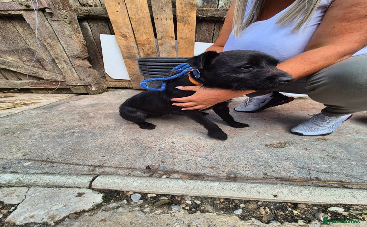 Patterdale Terrier dogs - Advert 1