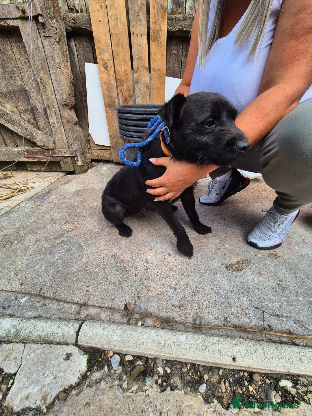 Patterdale Terrier dogs for sale: Patterdale terrier  - Image 1