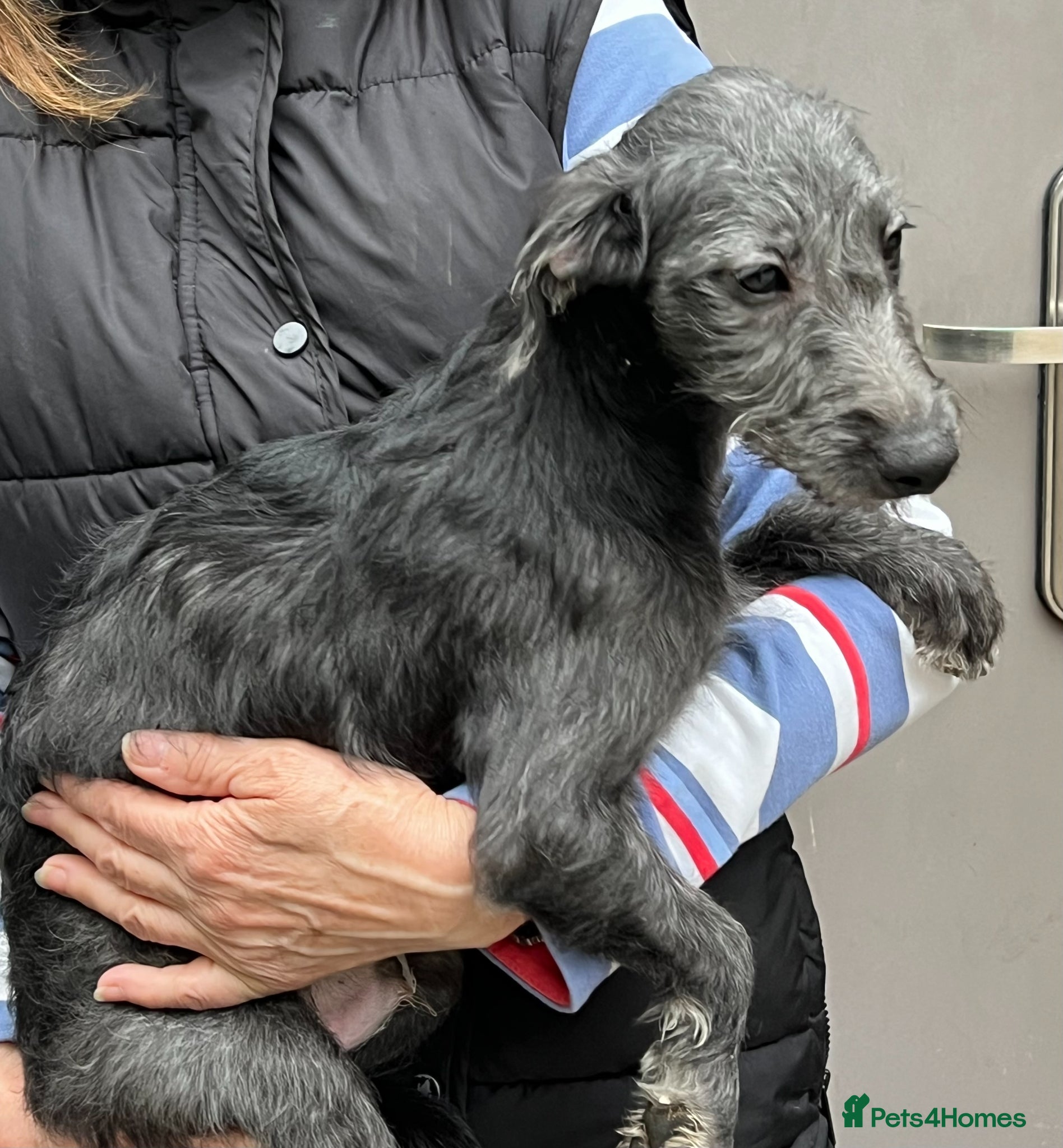 Bedlington Terrier dogs Top Quality F1 Bedlington x Whippet Puppies - Advert 4