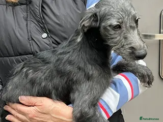 Bedlington Terrier dogs Top Quality F1 Bedlington x Whippet Puppies - Advert 4