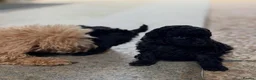 Toy Poodle dogs for sale: Three Little Toy Poodle Treasures, 1 Boy & 2 Girls - Advert 3