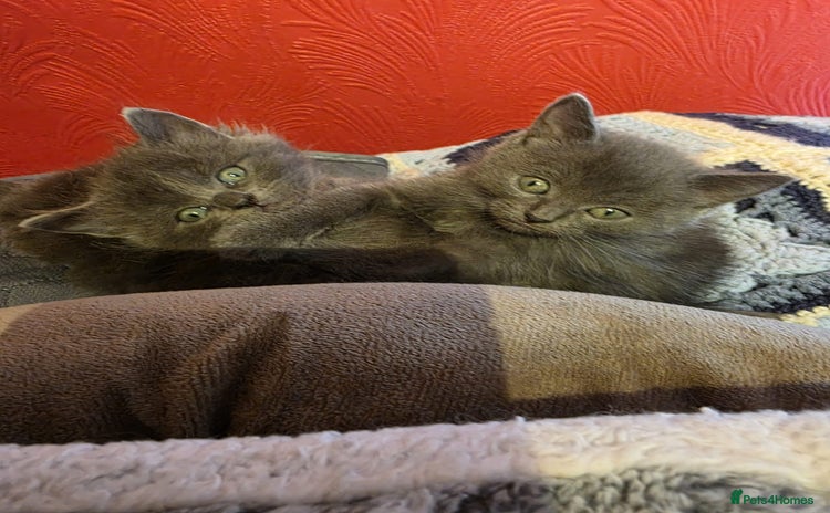 Russian Blue cats - Advert 1