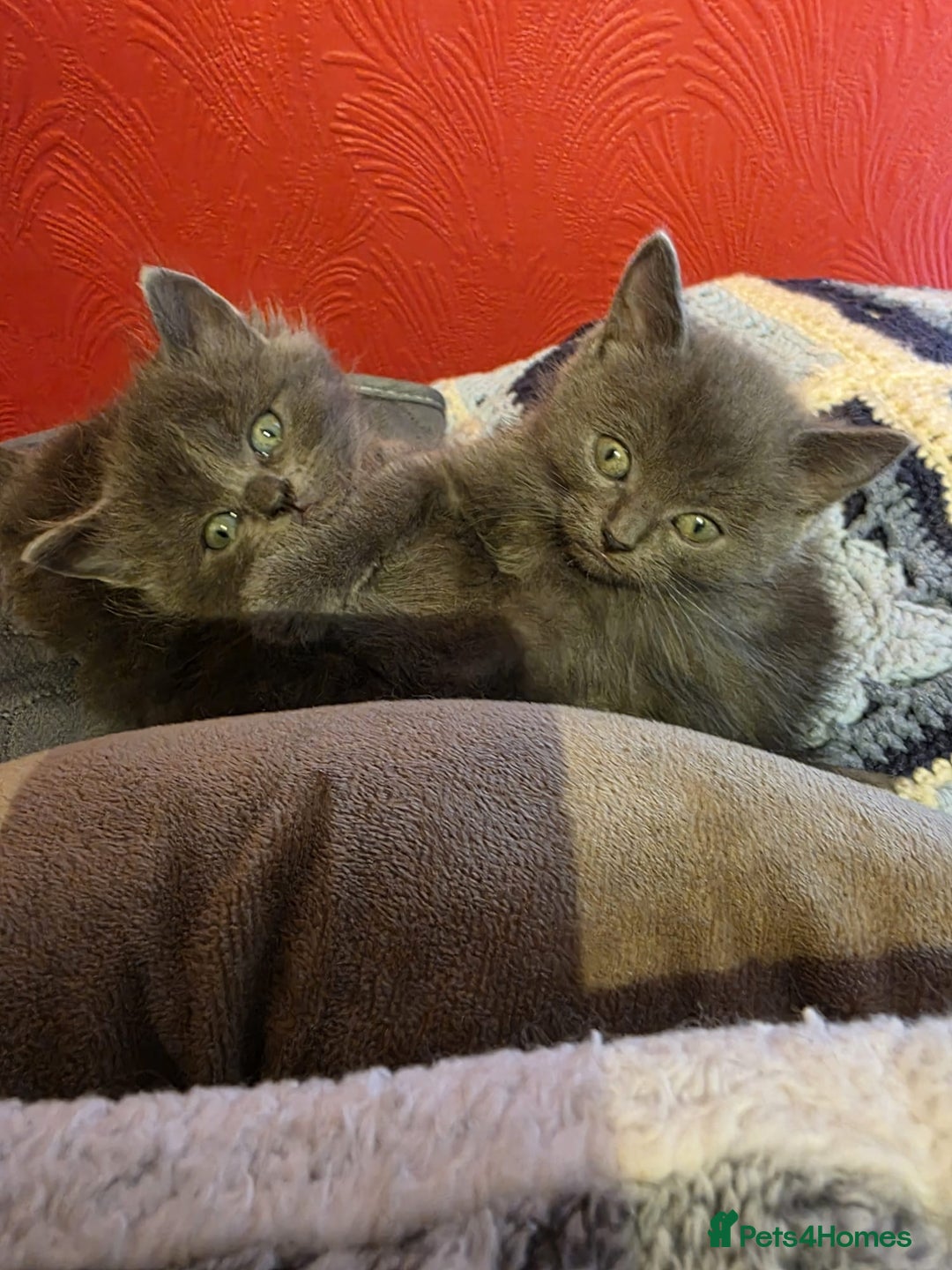 Russian Blue cats for sale: Russian Blue x - Image 1