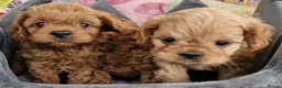 Cavapoo dogs for sale: Quality F1 Cavapoos - Advert 11