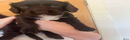 Sprocker dogs for sale: Sprocker puppies  - Advert 4