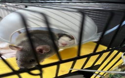 Rat rodents for sale: Rehoming my rats  - Image 4