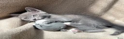 Mixed Breed cats for sale: Mixed breed Russian blue kitten - Advert 4