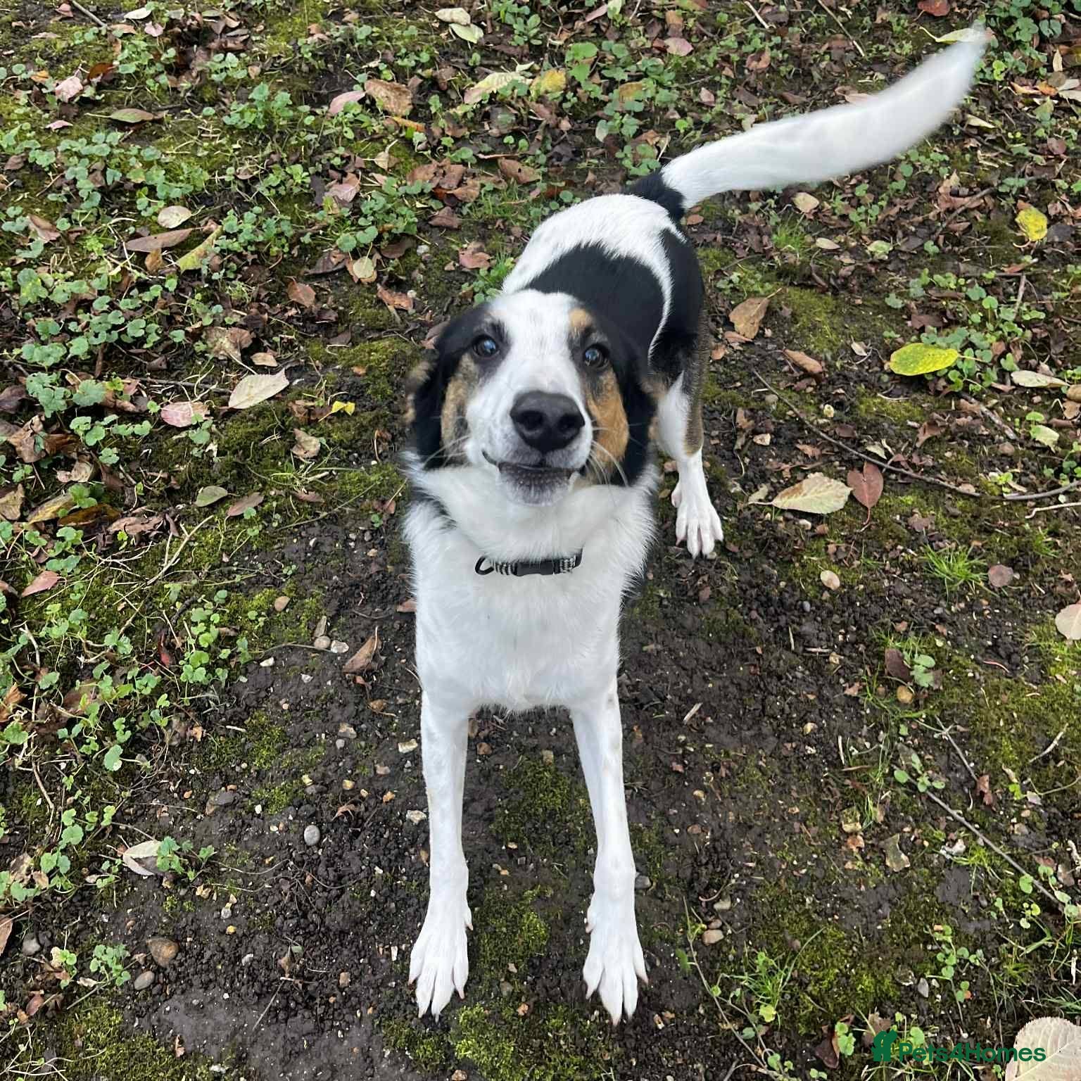 Mixed Breed dogs  This is Jack — and Jack is a very good boy - Advert 3