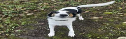 Mixed Breed dogs for adoption:  This is Jack — and Jack is a very good boy - Advert 1