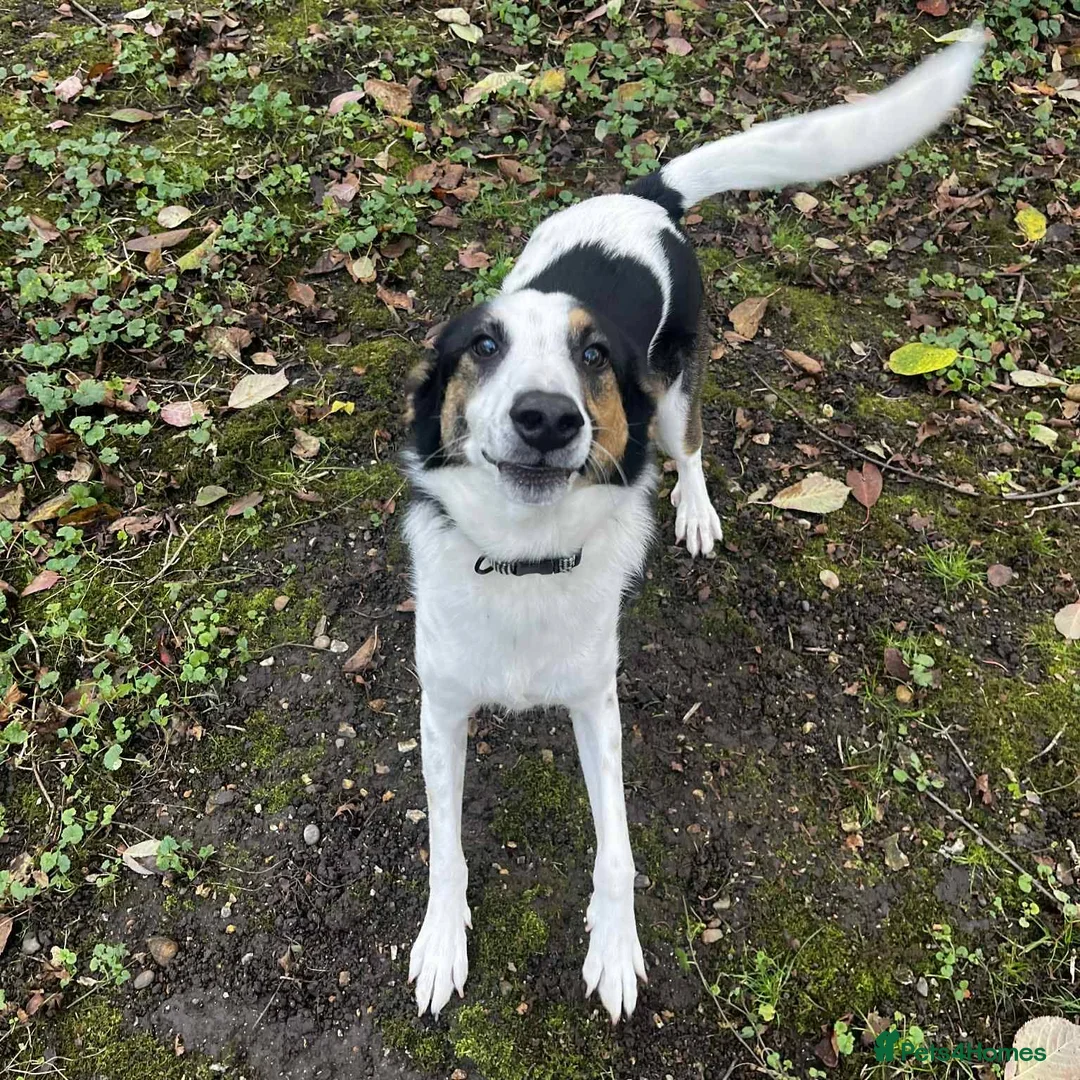 Mixed Breed dogs for adoption:  This is Jack — and Jack is a very good boy - Advert 1
