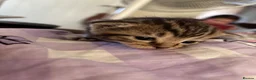 Mixed Breed cats for sale: Beautiful kittens  in Ipswich - Advert 32