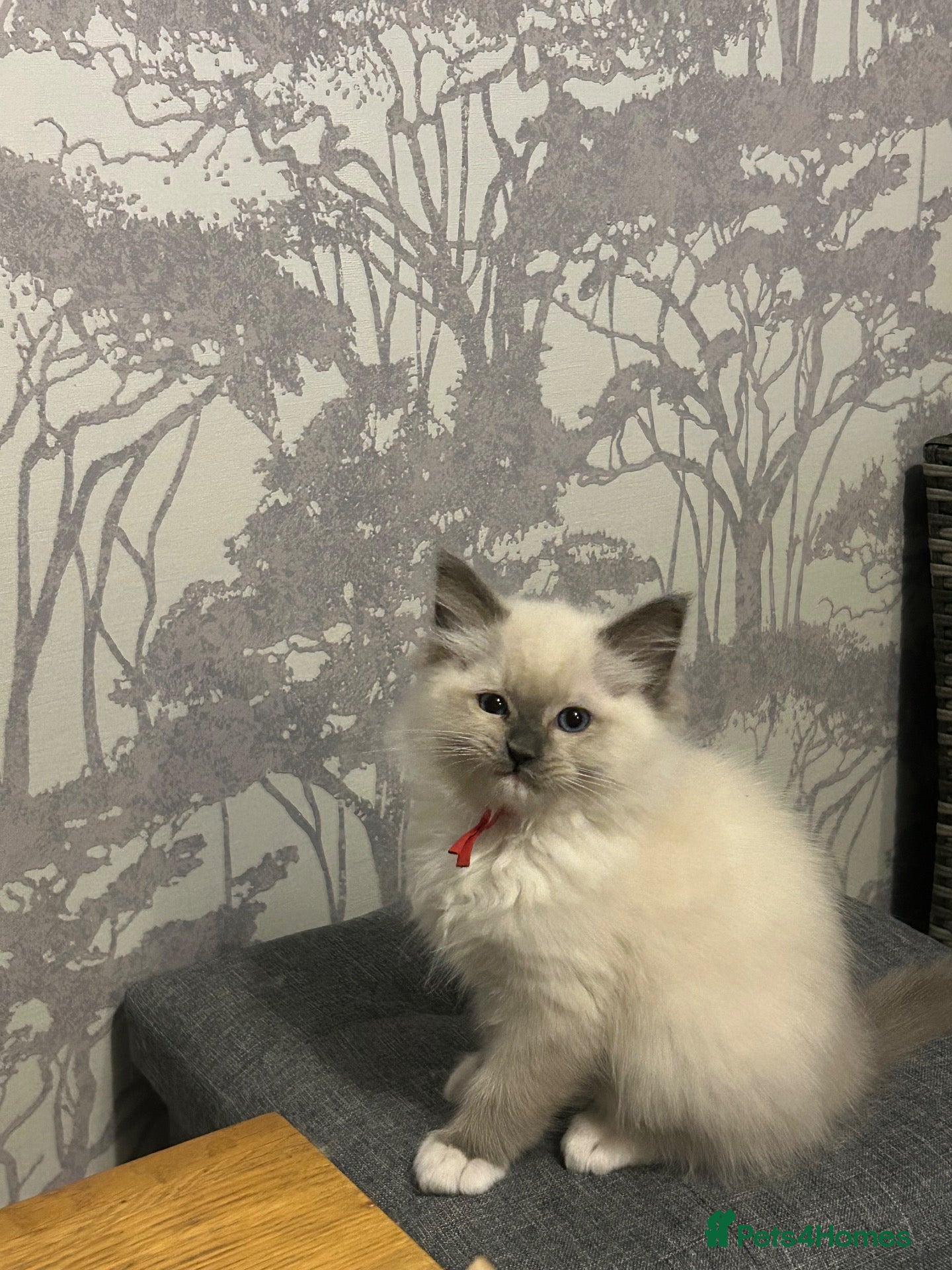 Ragdoll cats FULLY HEALTH TESTED rag doll pure stunning Boys  - Advert 1