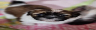Shih Tzu 1