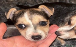 Jack Russell dogs for sale: Miniature jack Russell  - Advert 4