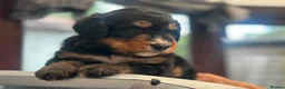 Bernedoodle dogs for sale: standard F1 Bernadoodles  - Advert 10