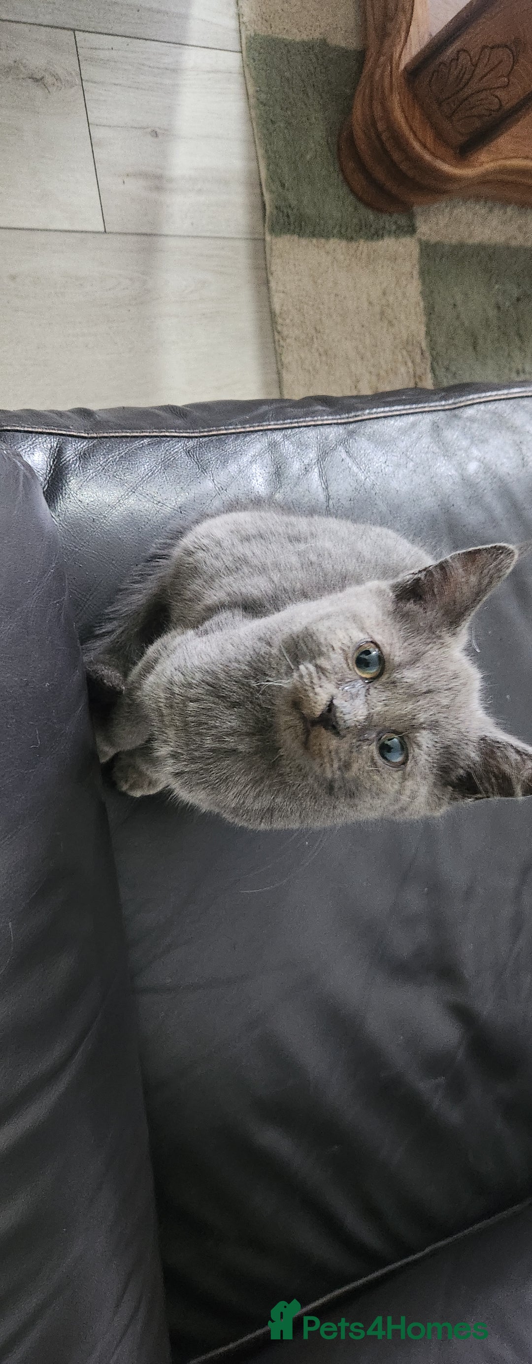 Russian Blue cats for sale: Pure Russian Blue kittens  - Image 2