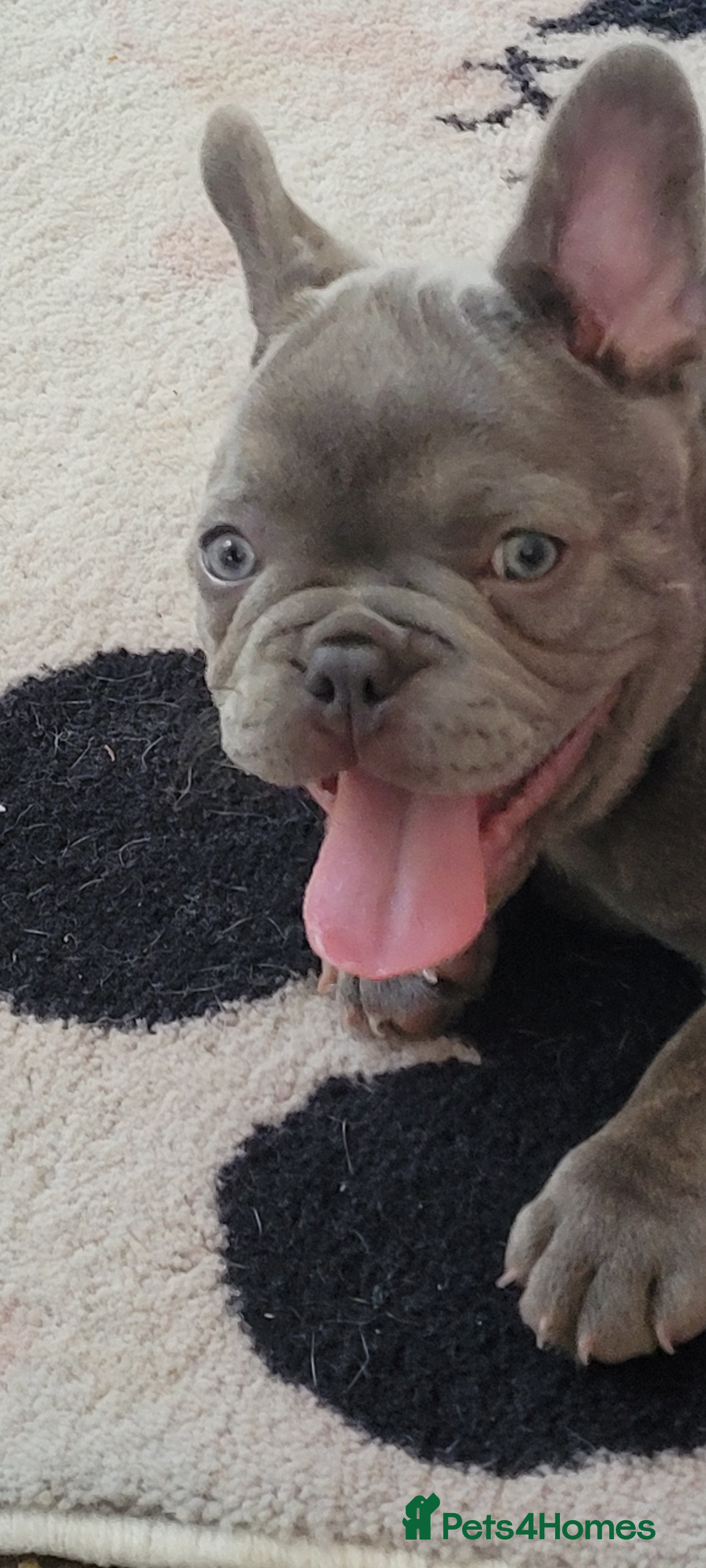 French Bulldog dogs FRENCH BULLDOG PUPPIES (KC REGISTERED) - Advert 14