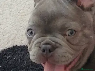French Bulldog dogs FRENCH BULLDOG PUPPIES (KC REGISTERED) - Advert 14