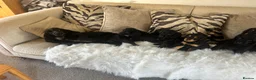 Cockapoo dogs for sale: F1 cockapoo puppies  - Advert 6