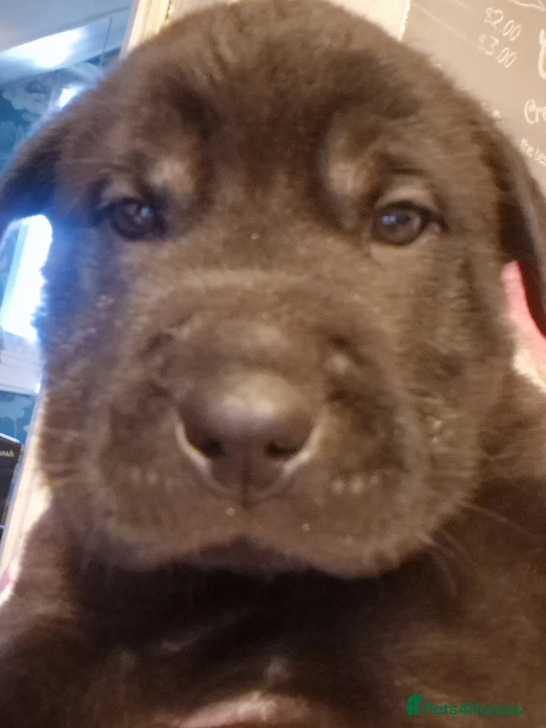 Mixed Breed dogs for sale: 11 chunky rottpei puppys  - Advert 4