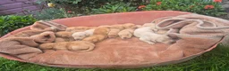 Labrador Retriever dogs for sale: 🐾 Labrador Puppies – Fox Red & Golden 🐾 - Advert 3