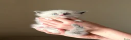 Ragdoll cats for sale: Exceptional Quality Ragdoll Kittens  - Advert 25