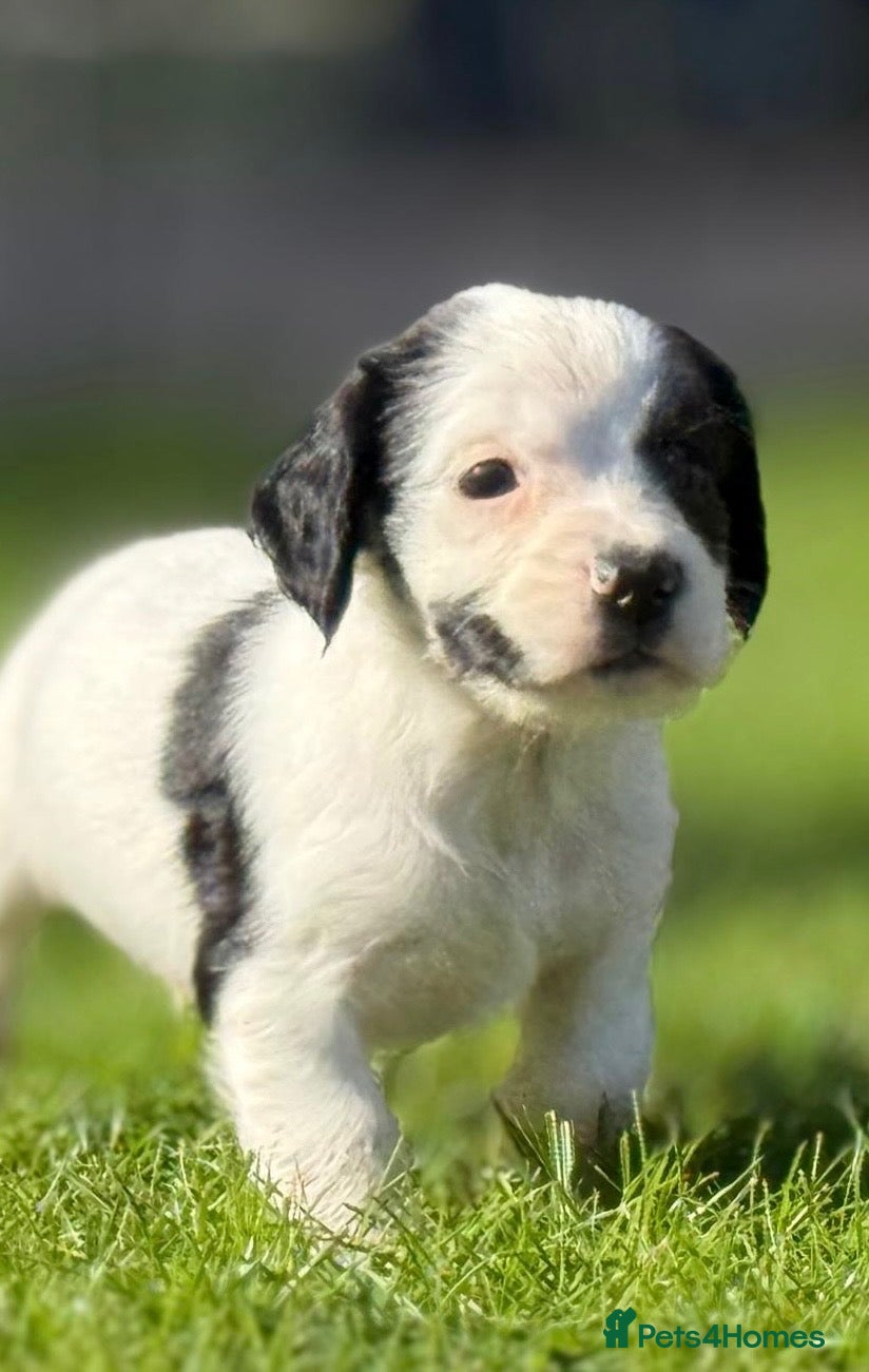 Cocker Spaniel dogs Game Keeper Bred Working Cocker Spaniel Puppies - Advert 17