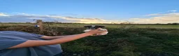 Jack Russell dogs for sale: Old fashion type Miniature jack russell puppies - Advert 12