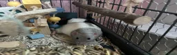 Rat rodents for sale: 4 male rats with complete set up  - Advert 15