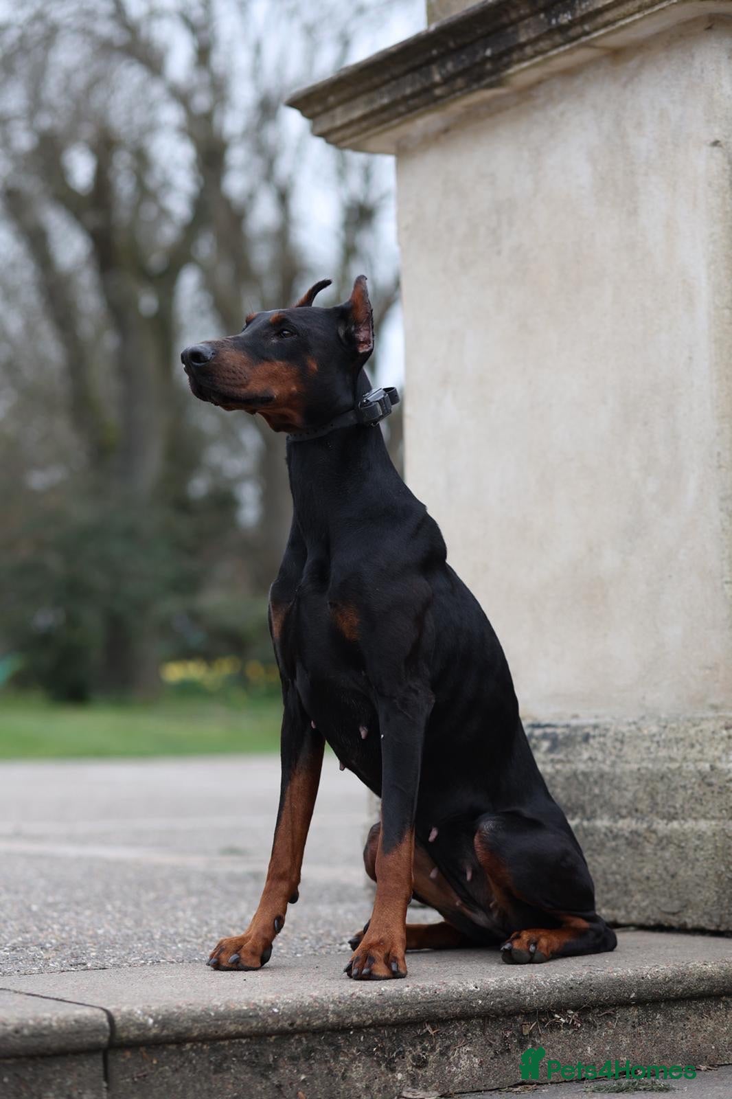 Mixed Breed dogs 15 Doberman Puppies - WORKING/SPORT HOMES!!! - Advert 2